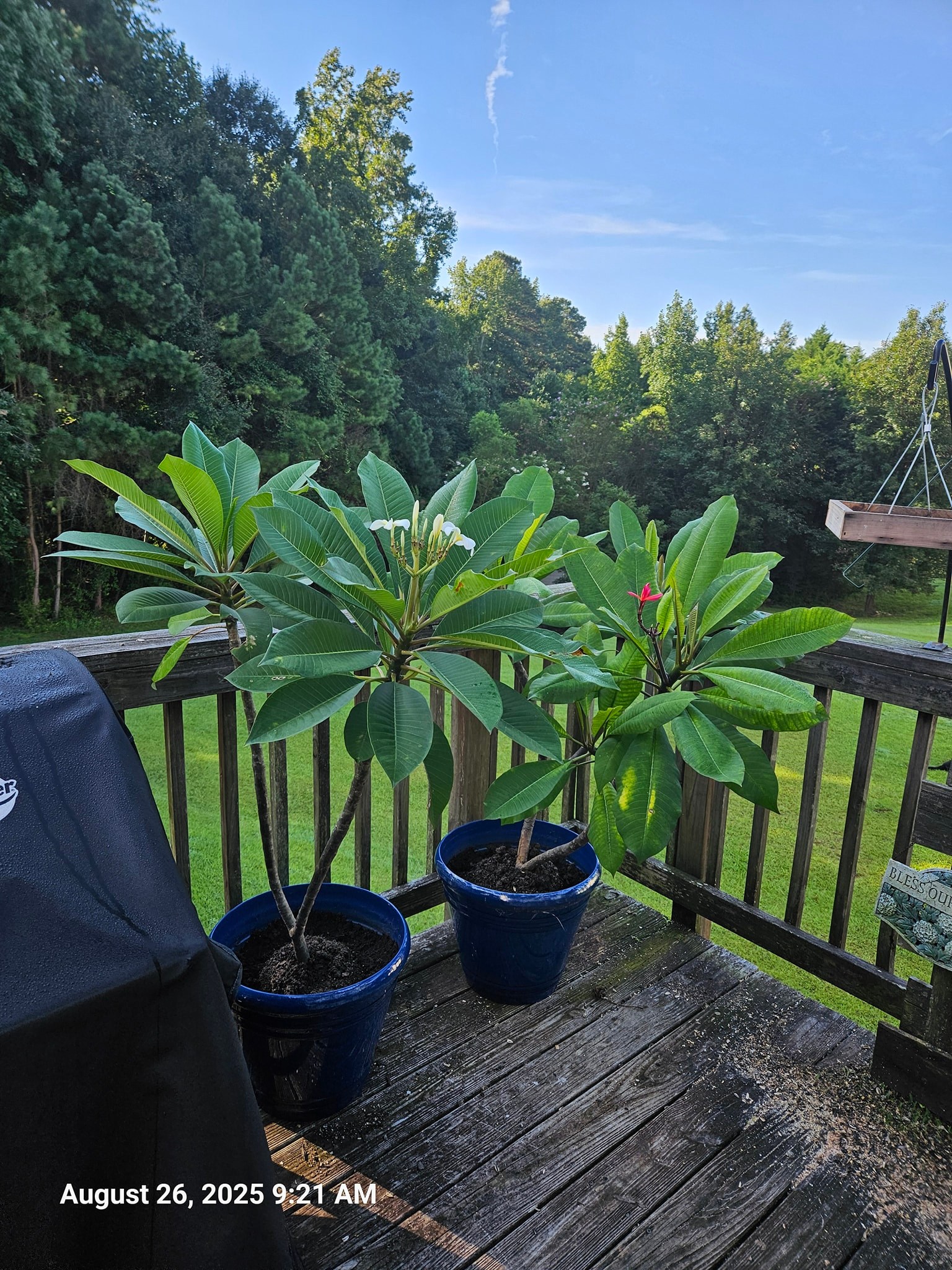 Happy Tuesday!

We rearranged, reported, and added a couple new plants

I'm just sitting quietly watching and listening to the hummingbirds. There are 4 right now. They are amazing creatures!

Make your day terrific!