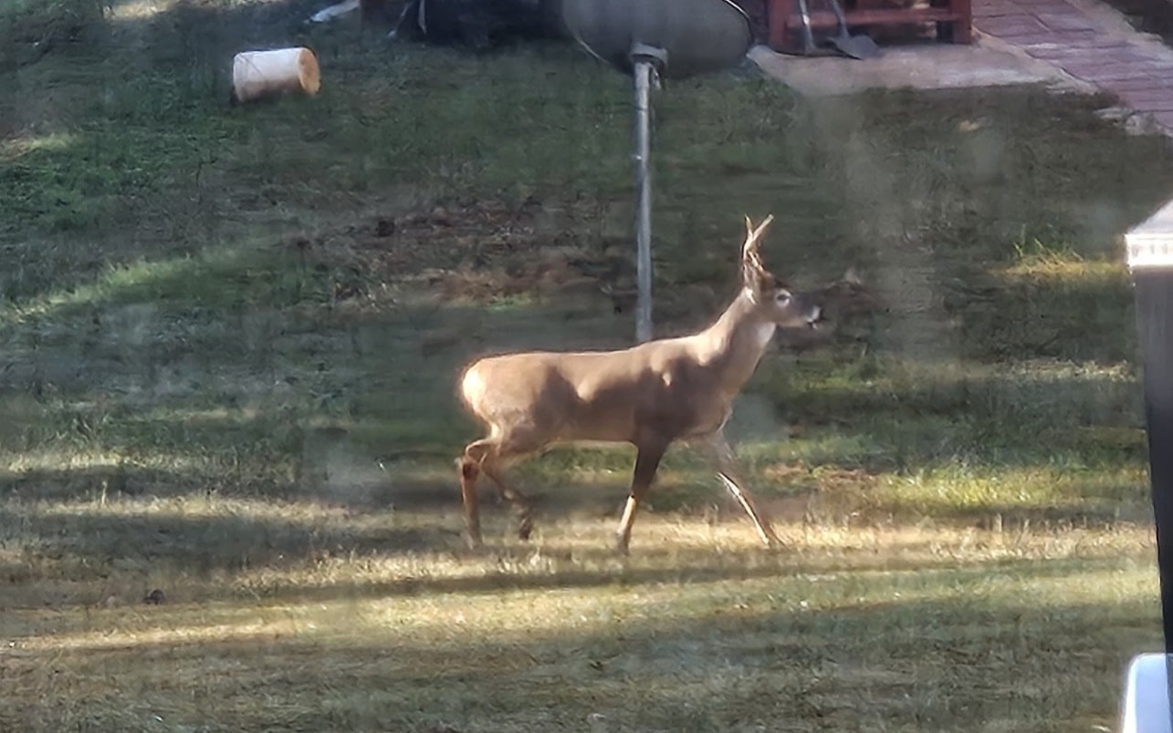 All Mondays should start with seeing something beautiful in nature like this handsome buck walking through the back yard...
What made your morning today?